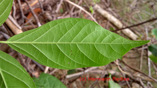 Tanaecium cyrtanthum