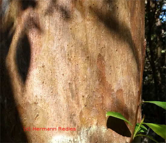 Terminalia sp1 (Mameluco)