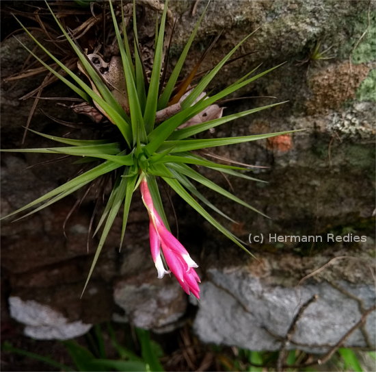 Tillandsia tenuifolia