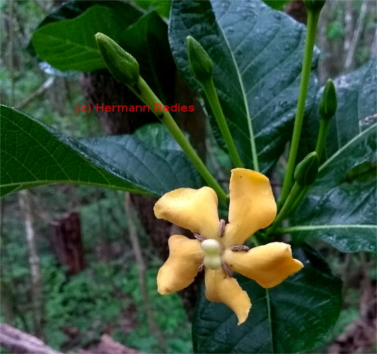 Tocoyena sp1 (Jenipapim)