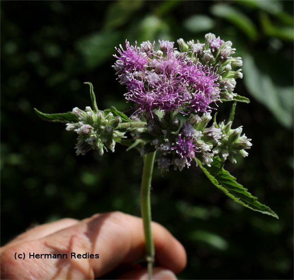 Trichogonia salviifolia