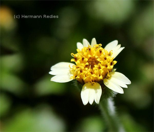 Tridax procumbens