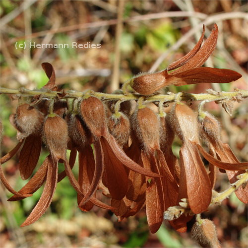 Galho frutífero de Triplaris gardneriana