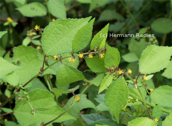 Triumfetta pentandra