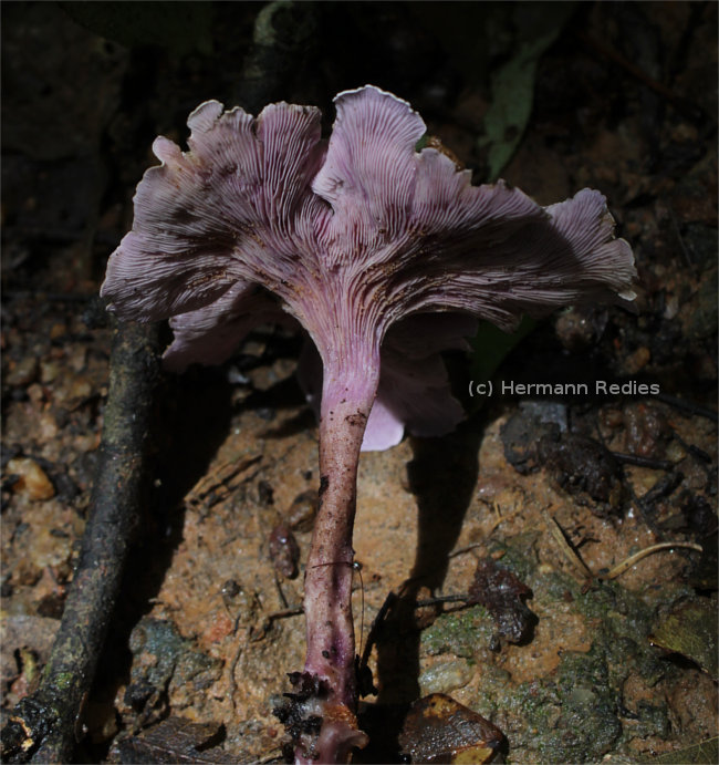 Trogia cantharelloides