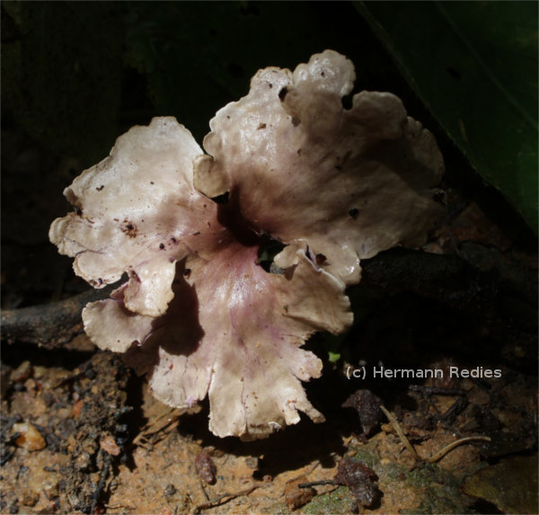Trogia cantharelloides