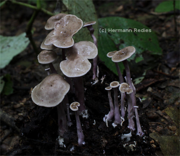 Trogia cantharelloides