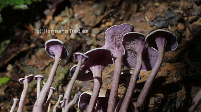 Trogia cantharelloides