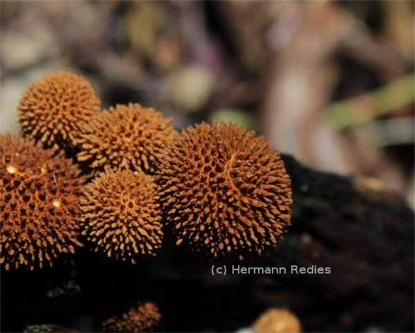 Tulostoma exasperatum