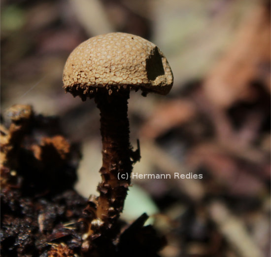 Tulostoma exasperatum