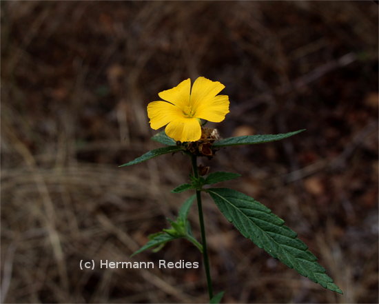 Turnera melochioides