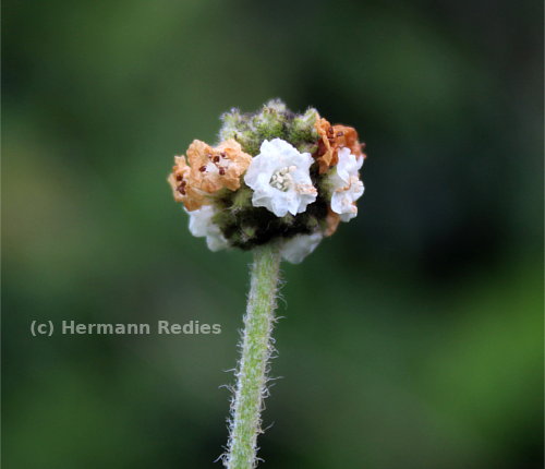Varronia leucomalloides
