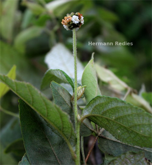 Varronia leucomalloides
