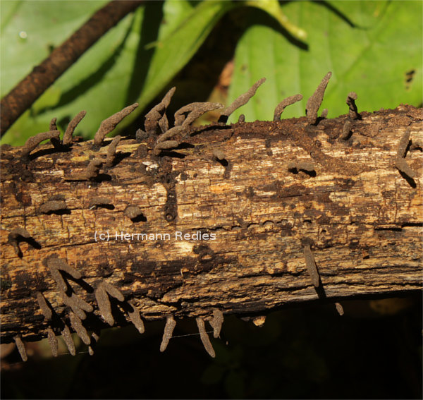 Xylaria sp. 1