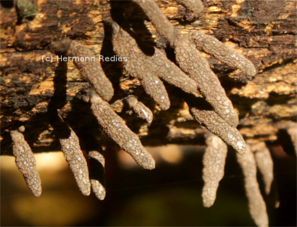 Xylaria sp. 1