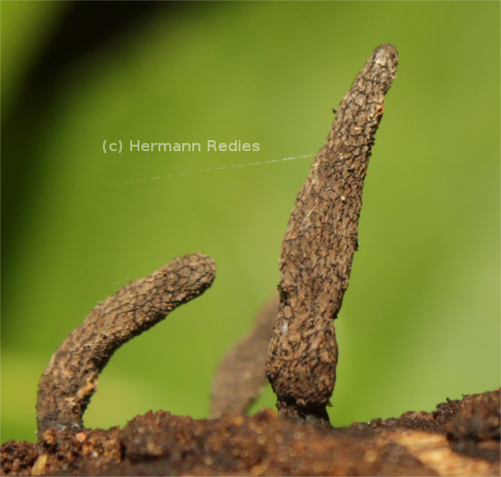 Xylaria sp. 1