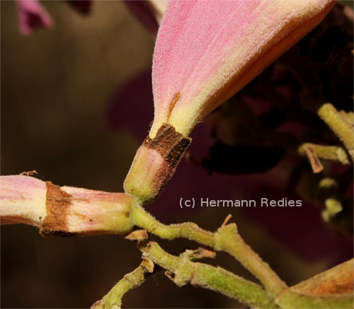 Xylophragma sp.