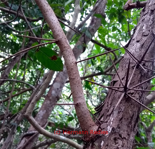 Xylosma ciliatifolia
