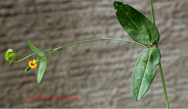 Zornia sp1