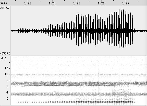Sonogram of song of Buff-fronted Owl (Aegolius harrisii)