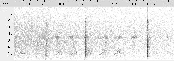 Saracura-do-mangue sonogram