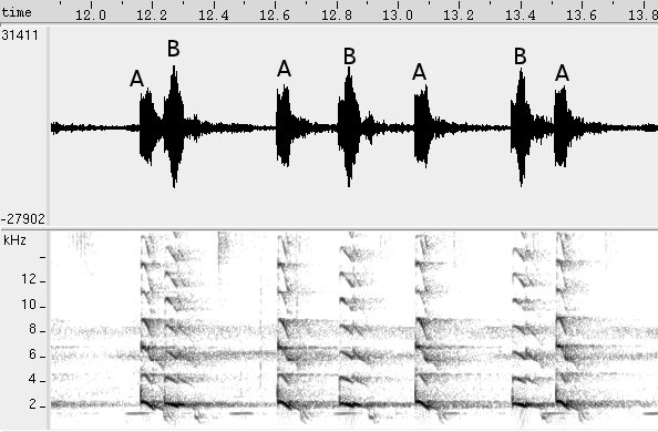 Saracura-do-mangue sonogram