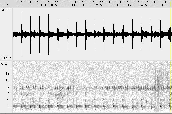 Saracura-do-mangue sonogram