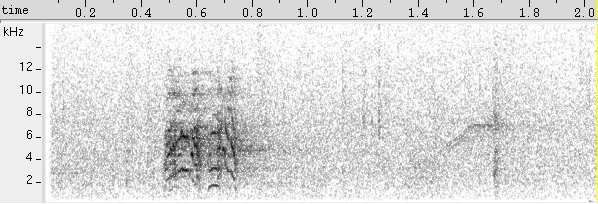 Periquito-da-caatinga sonogram