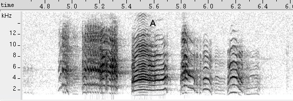 Periquito-da-caatinga sonogram