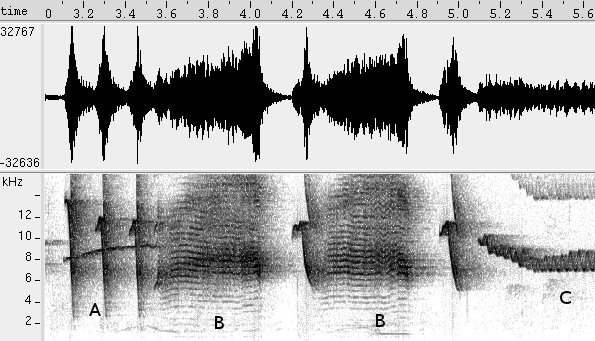 Sagüi sonogram