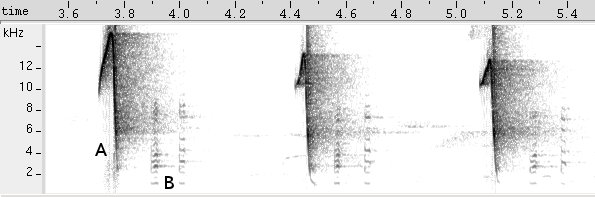 Sagüi sonogram
