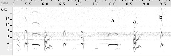 Risadinha sonogram