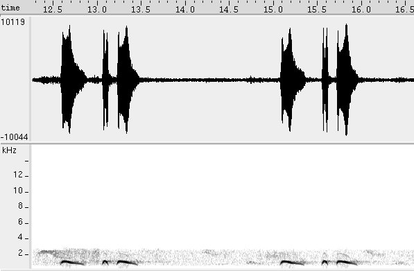 Fogo-apagou sonogram