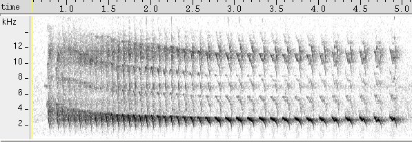 Arapaçu-de-bico-branco sonogram
