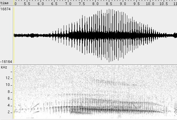Arapaçu-de-bico-branco sonogram