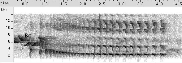 Arapaçu-de-bico-branco sonogram