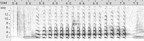 Formigueiro-de-barriga-preta sonogram