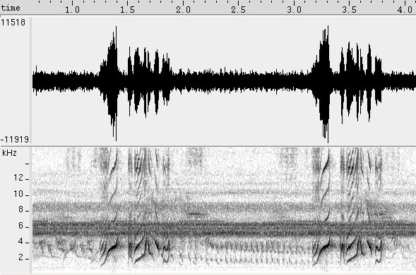 Bem-te-vi-rajado sonogram