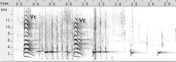 Codorna-do-Nordeste sonogram