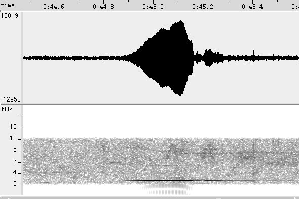 Perdiz: sonogram