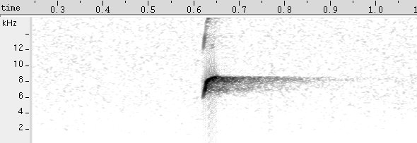 Galo-de-campina sonogram