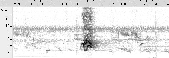 Galo-de-campina sonogram