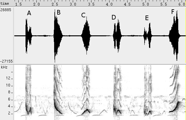 Galo-de-campina sonogram