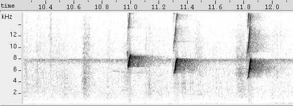 Galo-de-campina sonogram