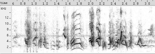 Galo-de-campina sonogram