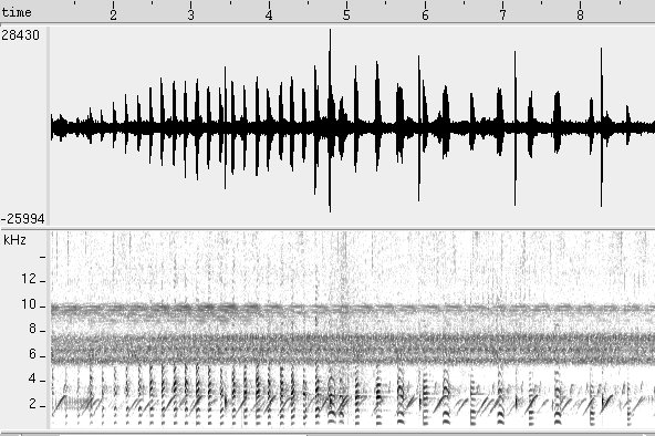Frango d'agua azul sonogram