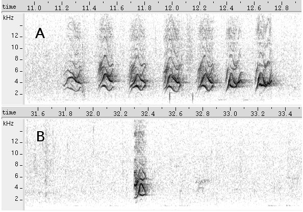 Golinho sonogram