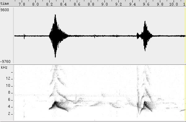 Guaracava-modesta sonogram