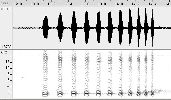 Choca-do-planalto sonogram