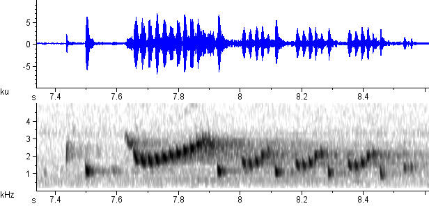Bacurau-pequeno sonogram